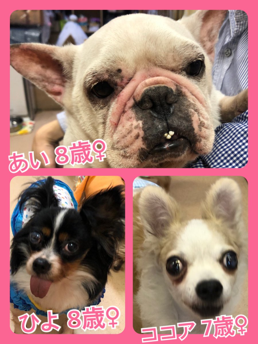 🐾今日の里親様募集中ワンコ🐶メンバーです🐾2020,5,7